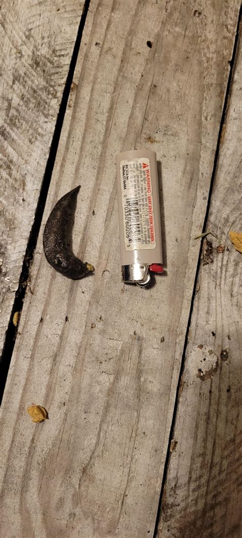 Giant slug I saw eating cat food, lighter for scale : r/AbsoluteUnits