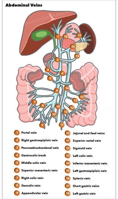 Figure Portal Vein Right Gastroepiploic Vein Statpearls