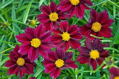 Flower Homes: Coreopsis Flowers