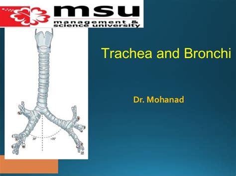 Trachea