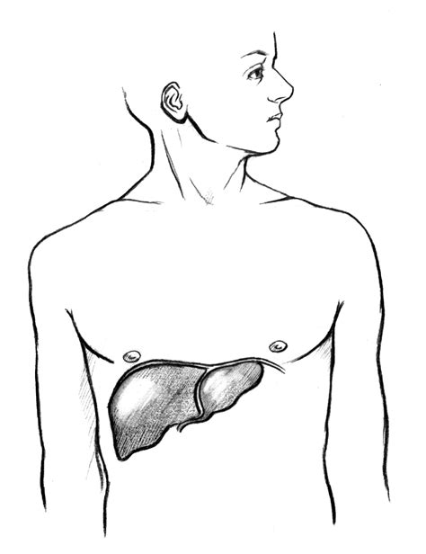 The Location Of The Liver Within The Human Body With The Liver Labeled