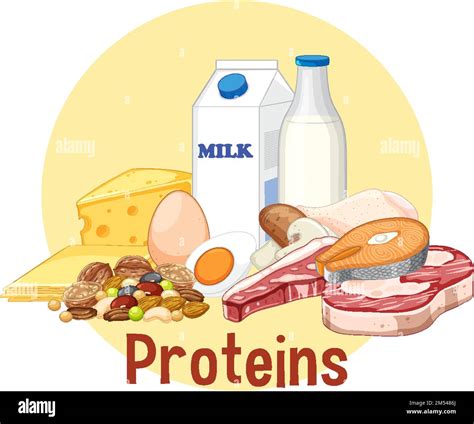 Variety Of Protein Foods Illustration Stock Vector Image Art Alamy