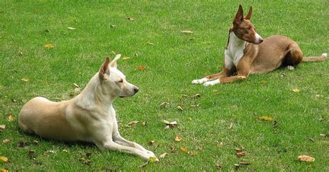 Ciri Ciri Anjing Kampung Yang Bagus Untuk Berburu Info Terkini