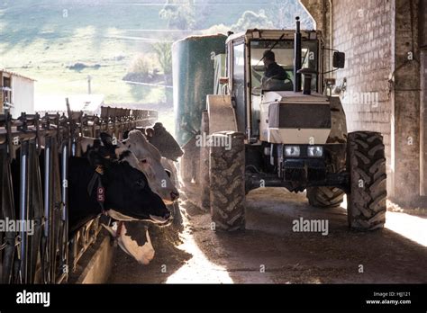 Tractor Pouring Feed For Cows On A Farm Stock Photo Alamy