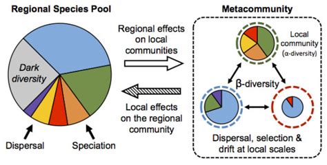 New paper in JVS – Promise & pitfalls of beta-diversity in ecology ...