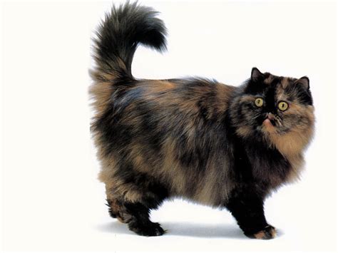 Cat Breed Persian : Biological Science Picture Directory – Pulpbits.net