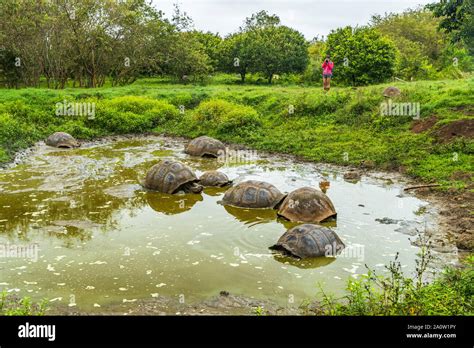 Tortuga Gigante De Galápagos En La Isla Santa Cruz En Las Islas