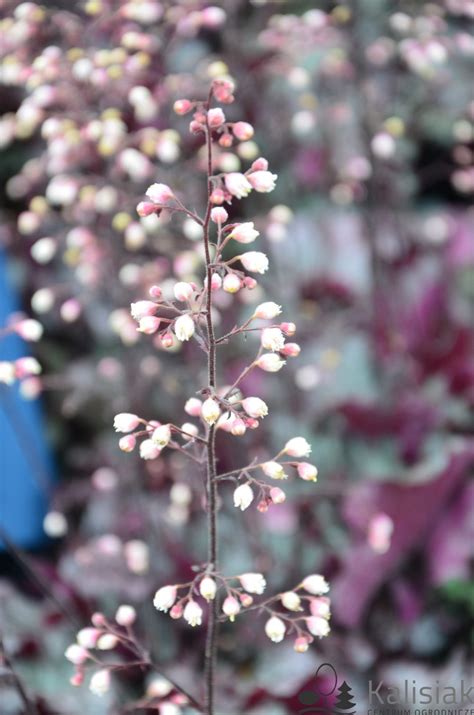 Heuchera Rex Purple Urawka