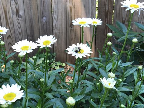 Bumble bee took a nap on a Daisy in our garden. Poor fell was just