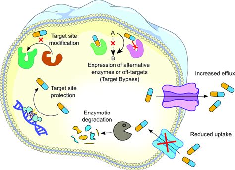 Schematic Representation Of Antibiotic Resistance Mechanisms Six