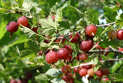 How to Grow Gooseberry () - Permaculture Plants