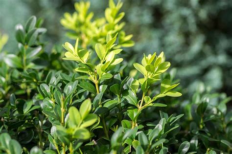 Types Of Boxwood Evergreen Shrubs