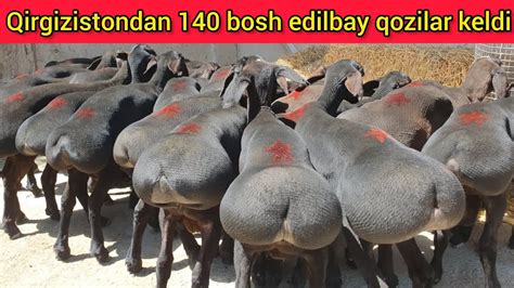 QIRGIZISTONDAN 140 BOSH BOQUVGA TAYYOR QOCHQORLAR KELDI 94 277 34 17