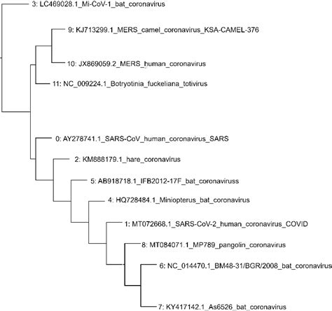 Phylogeny Tree Of 12 Sample Rdrp Genes From Different Coronaviruses