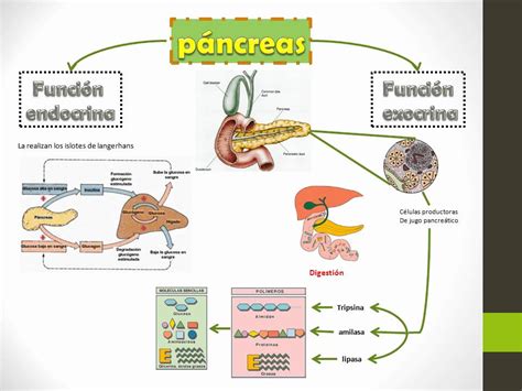 Mapa Mental De Pancreas Youtube