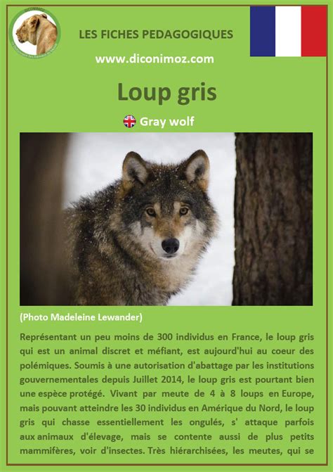 PDF Télécharger le loup des mers Gratuit PDF PDFprof