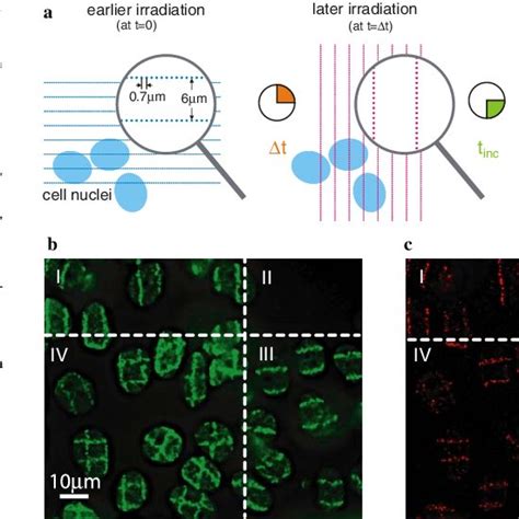 C H Ax Foci And Bp Foci After Sequential Irradiation A Hela Cells