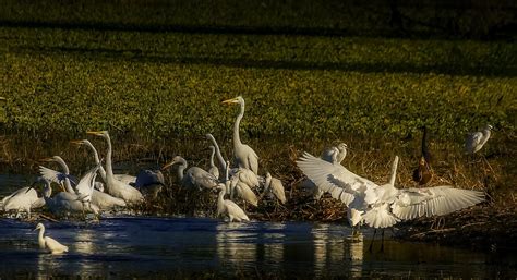 Great Blue Heron Flying · Free Stock Photo