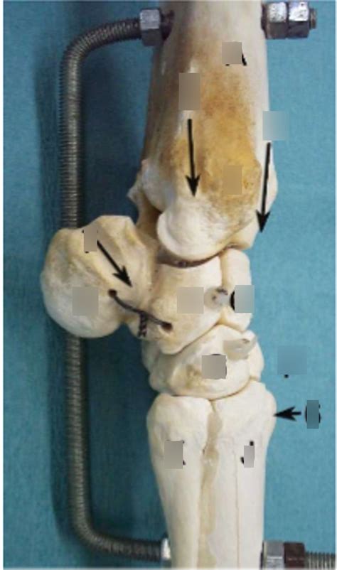 Equine Carpus Right Lateral Diagram Quizlet