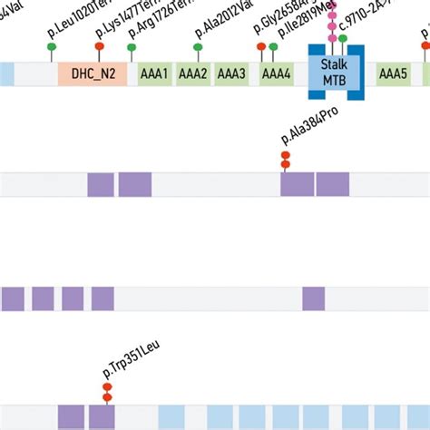 Localization Of Amino Acid Substitutions In The Domains Of DYNC2H1