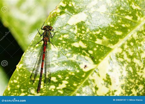 Odonata Is Sitting On A Green Leaf Dragonfly Damselfly Odonata