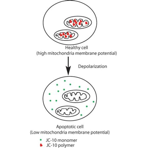 JC-1 Mitochondrial Membrane Potential Assay │ G-Biosciences