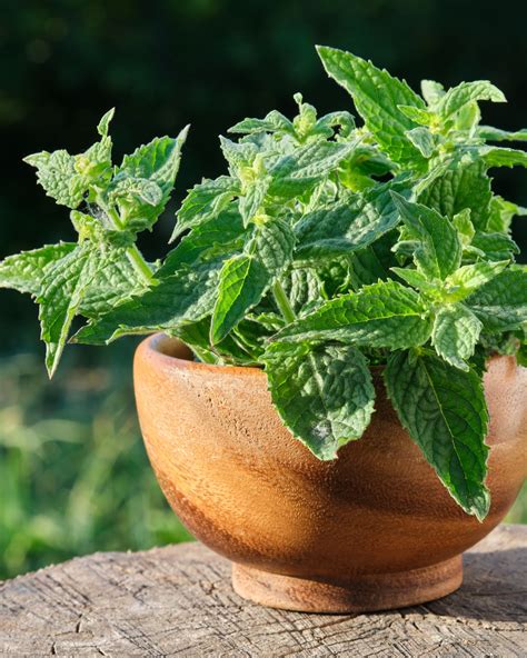 Benefits Of Growing Lemon Balm Everyone Should Know Leafyjournal