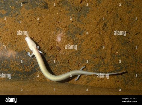 Cave Salamander Or Olm Proteus Anguinus This Rare Amphibian Is