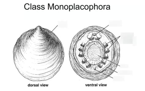 Lecture 16 - Phylum Mollusca - Monoplacophora Diagram | Quizlet