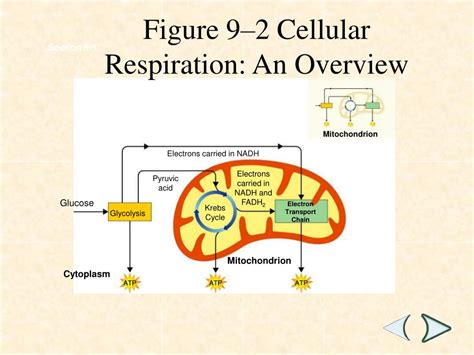 Ppt “cellular Respiration” Powerpoint Presentation Free Download