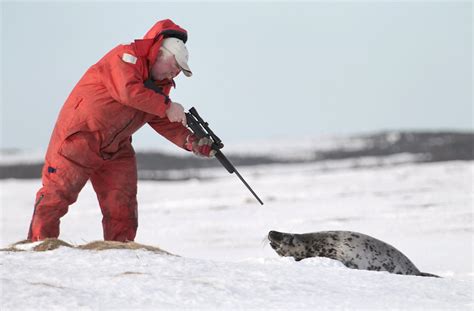 Seal Hunting In Canada Pics