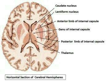 Diagrame ofinternal capsule thalamus basal ganglia - Brainly.in