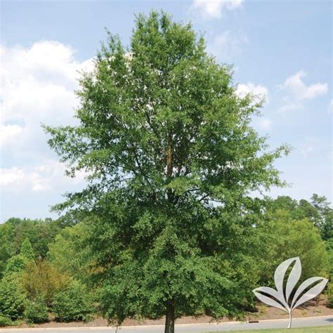 Willow Oak Natorps Online Plant Store