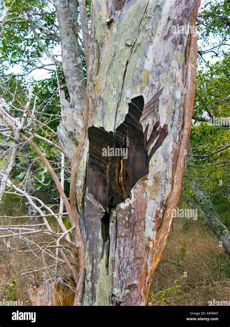 African Ebony Hard Wood Wooden Tree Kenya East Africa Kenia Stock Photo