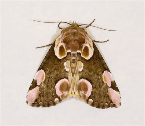 Peach Blossom Thyatira Batis Moth Species Moth Illustration