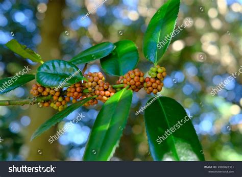 Fruits Ilex Latifolia Thunb Aquifoliaceae Stock Photo