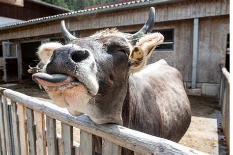 Specials Zum Weltmilchtag Erlebnissennerei Zillertal