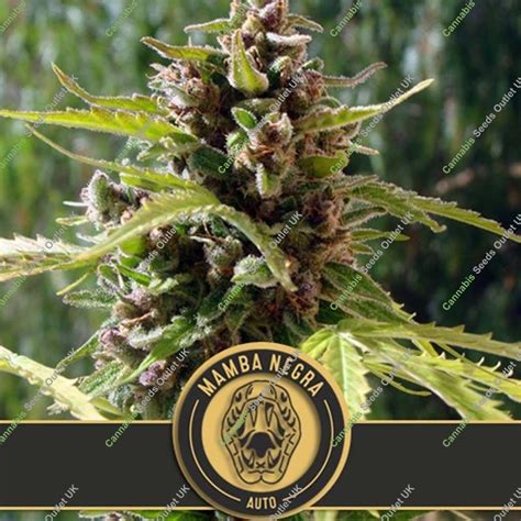 Buy Mamba Negra Auto By Blim Burn At Cannabis Seeds Outlet Uk