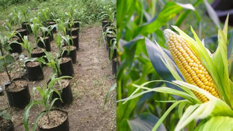 Cara Tanam Jagung Di Rumah