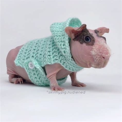 Guinea Pig Hoodie, Guinea Pig Clothes, Guinea Pig Sweater, Skinny Pig Sweater, Small Pet Clothes ...