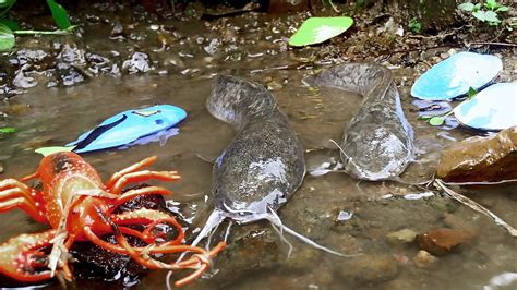 Menemukan Ikan Lele Besar Dalam Lubang Ikan Channa Ikan Koi Ikan