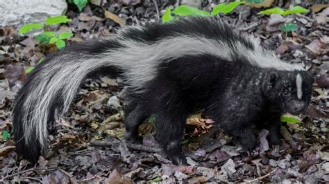 Rspca Warning After Skunk Spotted In North London Suburb Bbc News