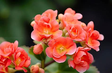 Premium AI Image | Kalanchoe Blossfeldiana