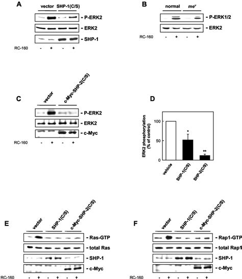 involvement  shp   shp   sst mediated erk activation