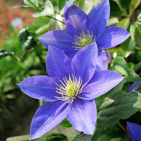 Multi Varieties Climbing Clematis Bulb 1 Pc Pack Urbangardenseed