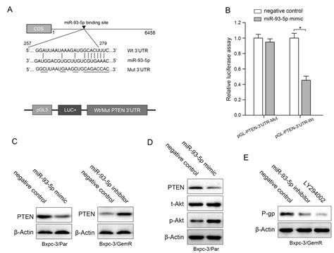 Mirna 93 5p Promotes Gemcitabine Resistance In Pancreatic Cancer Cells