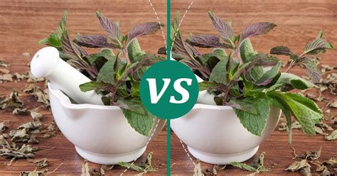 Mint Vs Peppermint Nutrition Guide