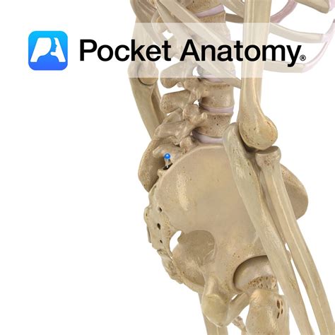 Sacrum - sacral canal - Pocket Anatomy