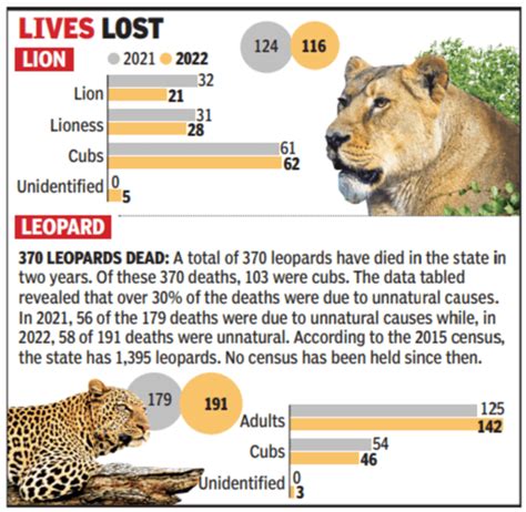 Gir Lost Lions In Years Says Gujarat Govt Ahmedabad News