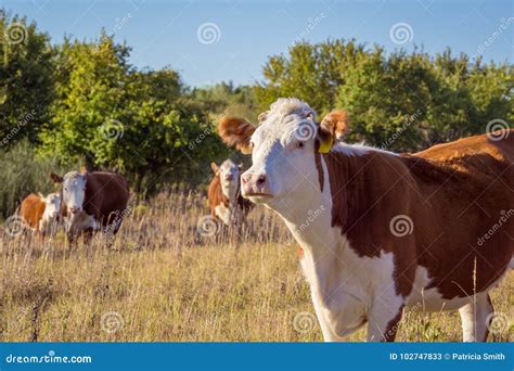 Hereford Cows stock image. Image of field, grazing, beef - 102747833